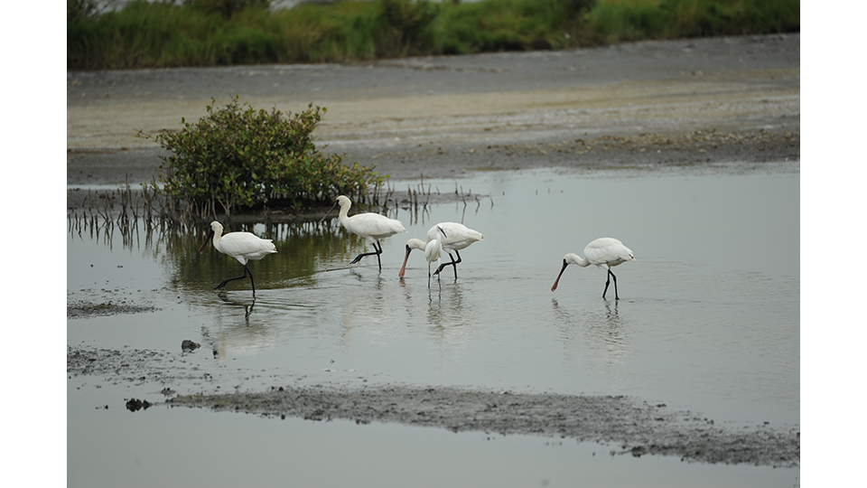 永安濕地為臺灣重要野鳥棲地之一(洪健恆提供)。 